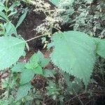 Laportea canadensis Leaf