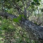 Lumnitzera racemosa Habitat