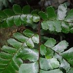 Adiantum vogelii Folla