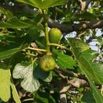 Ficus carica ഫലം