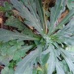 Conyza bonariensis 叶