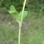 Trifolium lappaceum Bark