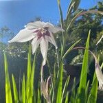 Gladiolus murielaeBlüte