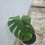 Monstera deliciosaLapas