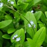 Myosotis arvensis Feuille