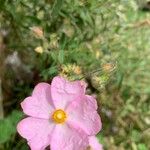 Cistus creticusFlower