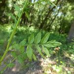 Cardamine impatiens Folla