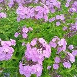 Phlox paniculataFlower