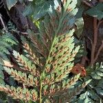 Asplenium onopteris Plod