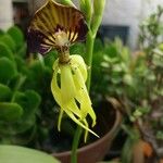 Prosthechea cochleata 花