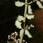 Ceanothus crassifolius Агульны выгляд