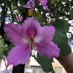 Bauhinia purpureaКвітка