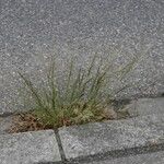 Eragrostis pilosa Flower