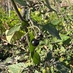 Solanum scabrum Virág