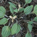 Viola purpurea Habit