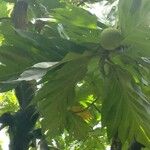 Artocarpus altilis Folha