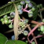 Miconia affinis Fruit