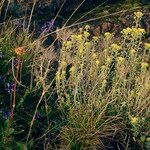 Alyssum serpyllifolium