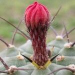 Matucana madisoniorum 花