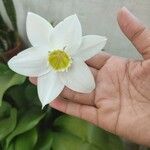 Urceolina × grandiflora Cvet