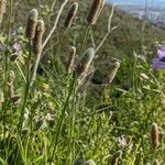 Plantago lagopus Квітка