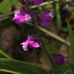 Polygala nicaeensis Fula
