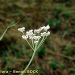 Dichoropetalum schottii Floare