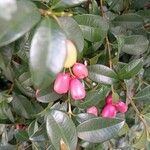 Syzygium paniculatum Fruit