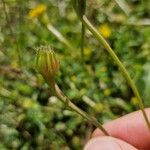 Hedypnois rhagadioloides Λουλούδι