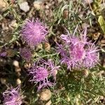 Centaurea stoebeBlomst