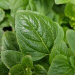 Ageratum houstonianum Fulla
