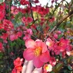 Chaenomeles japonica Çiçek