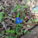 Commelina cyanea Flor