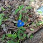 Commelina cyanea