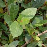 Ixora coccinea Leaf