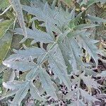 Cynara cardunculus Leaf