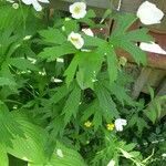 Anemone canadensis Leaf