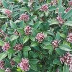 Skimmia japonica Tervik taim