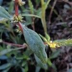 Amaranthus palmeri Leaf