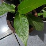 Anthurium hookeri Leaf