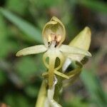 Habenaria tridactylites Цвят