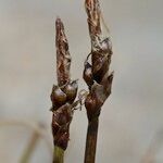 Carex rupestris Fruit