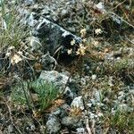 Lomatium engelmannii Habitus