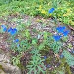 Delphinium grandiflorum Costuma