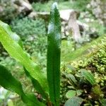 Elaphoglossum aubertii Leaf