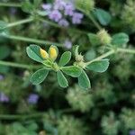 Medicago minima ফল