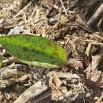 Erythronium americanumBlad