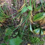 Carex intumescens Habitus