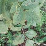 Rosa villosa Leaf