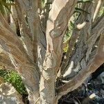 Aloidendron dichotomum кора
